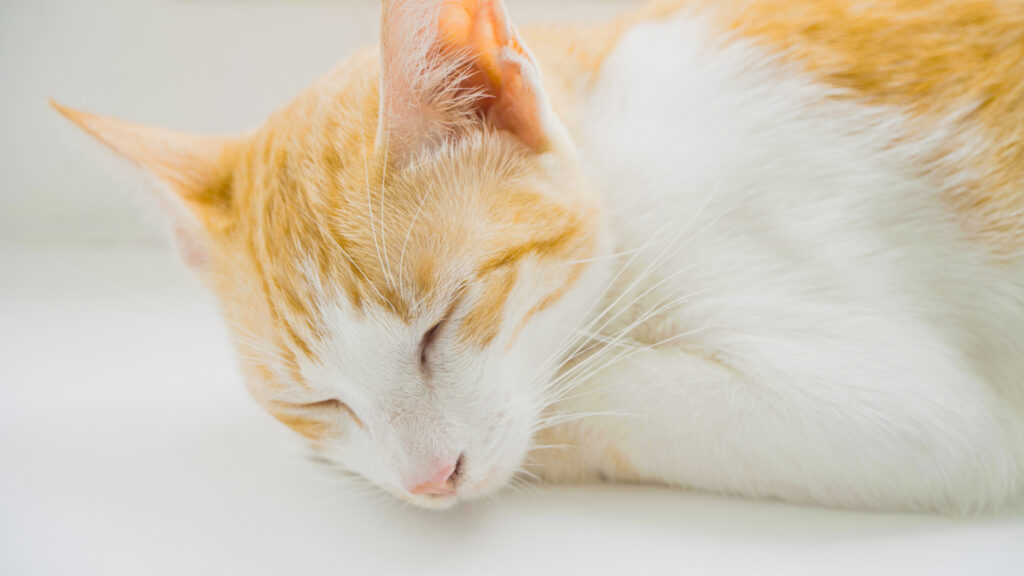 猫